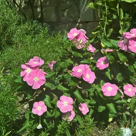 Nanna's Little Paradise * Хвар