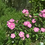 Nanna's Little Paradise * חוואר